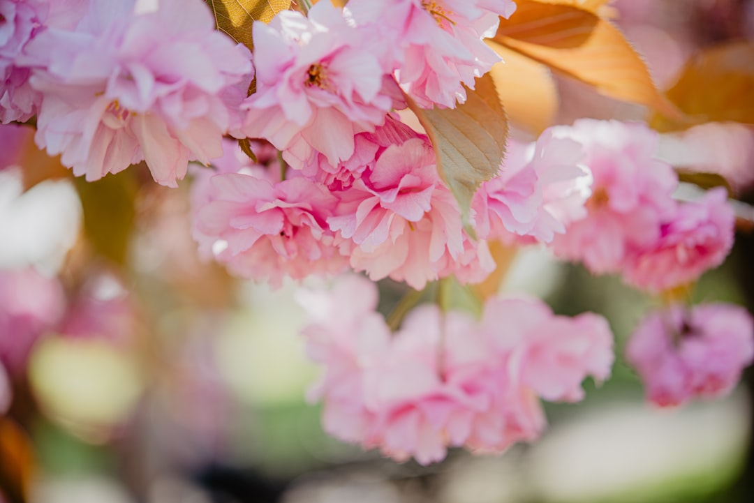 Cherry blossoms in bloom in a London park on a bright spring afternoon