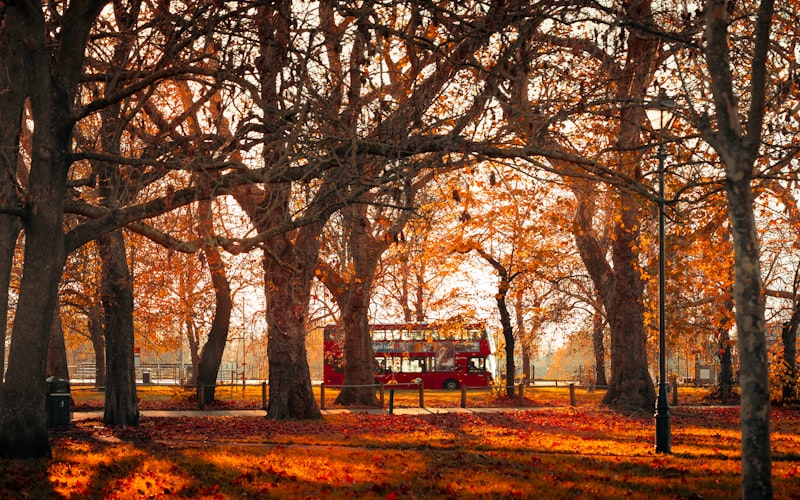 Golden autumn leaves in London park
