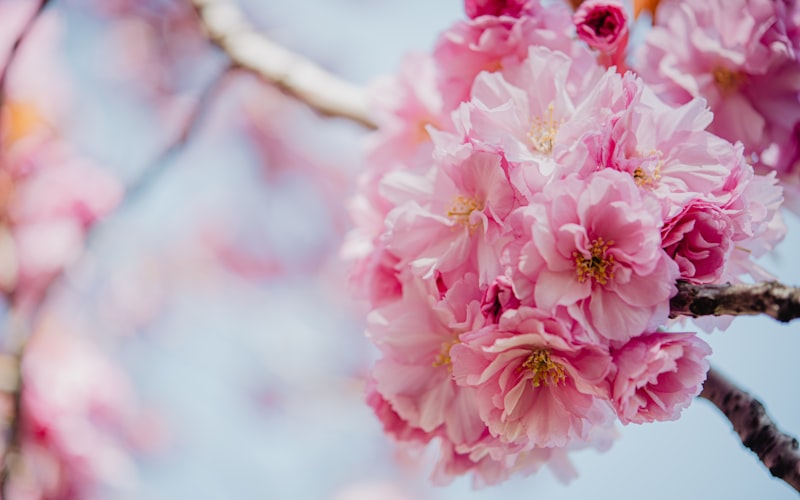 Cherry blossom in London park spring